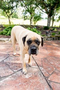 A photo of Danny Gokey's Bull Mastiff | Celebrity Dogs and Their People by Sara Kauss