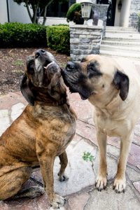 A photo of Danny Gokey's Bull Mastiff | Celebrity Dogs and Their People by Sara Kauss